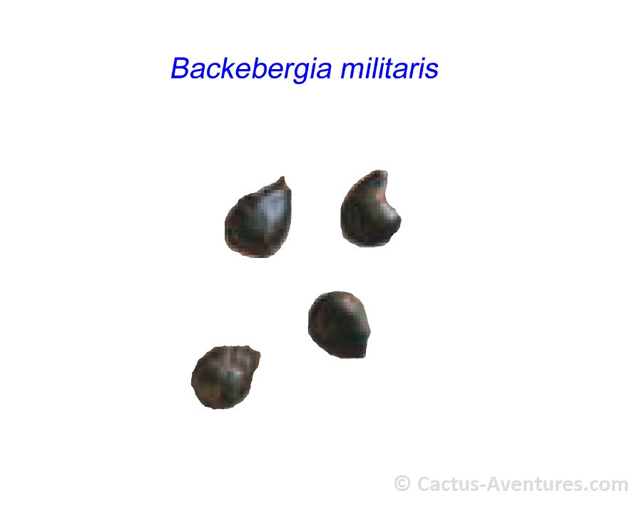 Backebergia militaris AMP